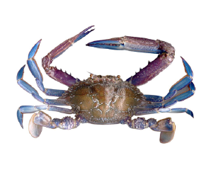 ក្ដាមសេះ