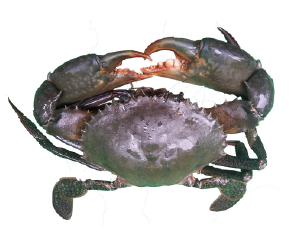 ក្ដាមថ្ម