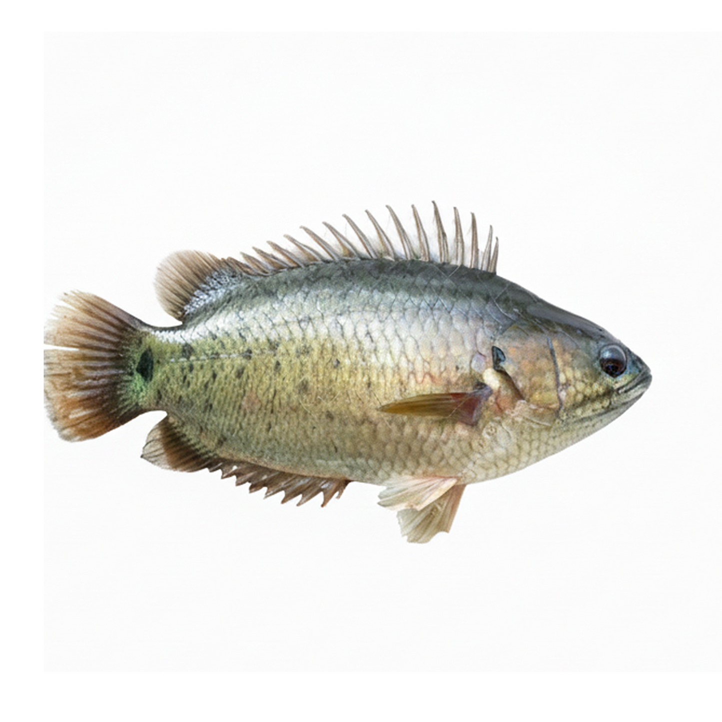 ត្រីក្រាញ់