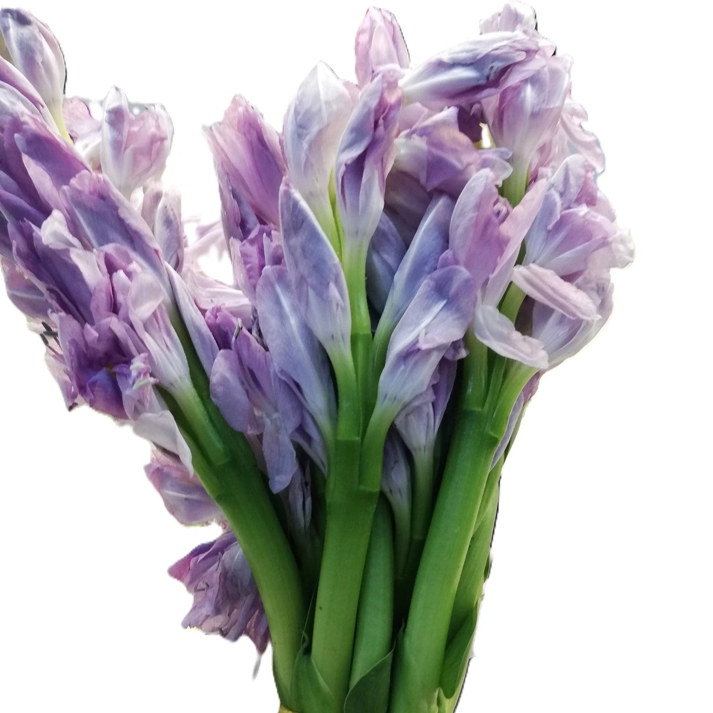 ផ្កាកំប្លោក