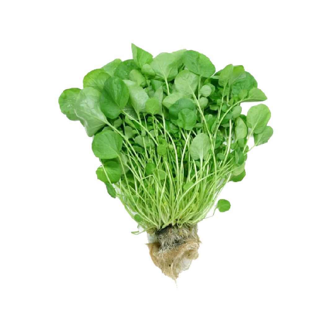 សាលាដ សង