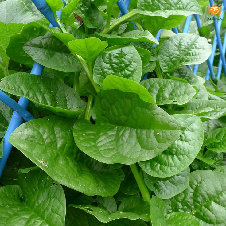 ស្លឹកជន្លង់