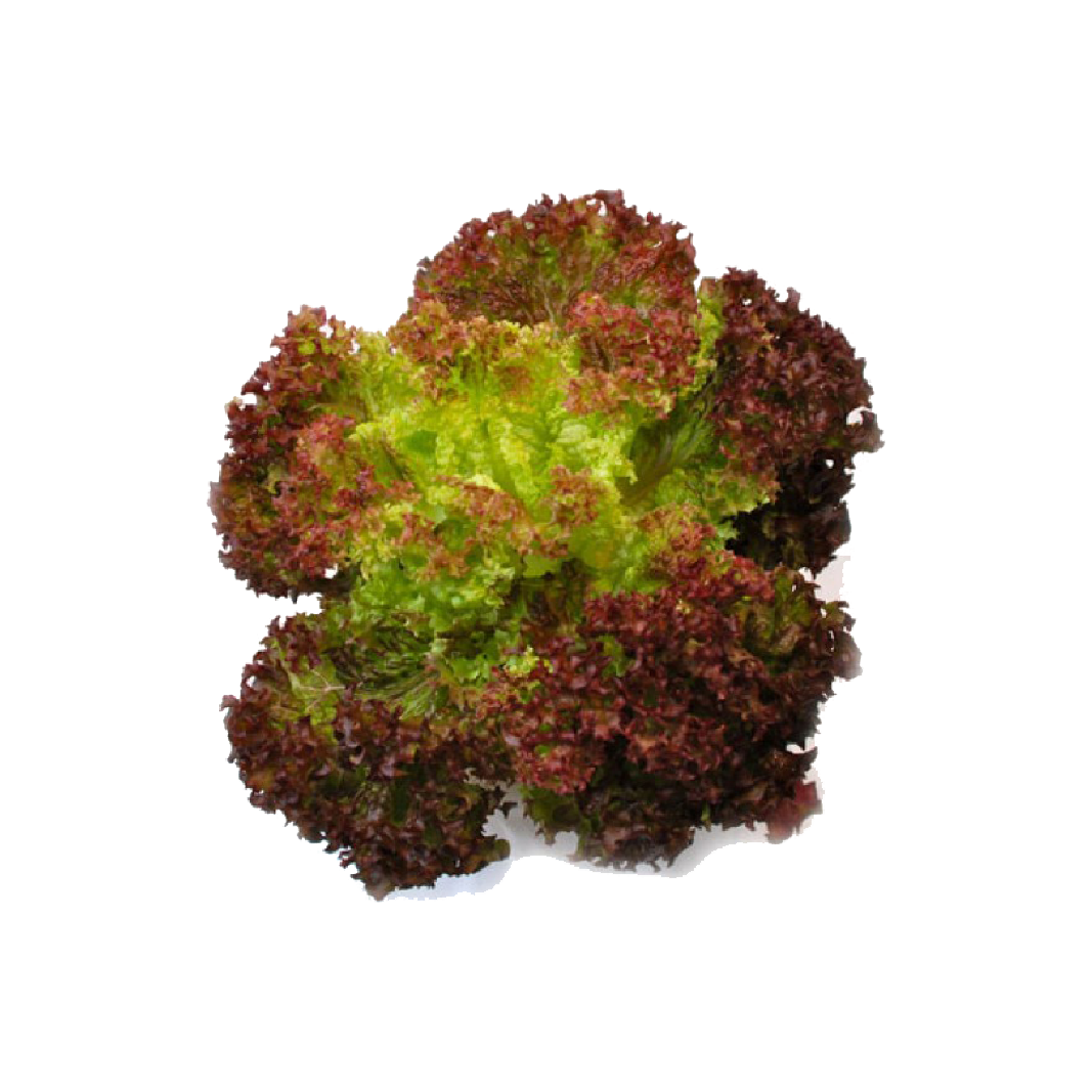 សាលាដ អ៊ុកលីរ៉េត