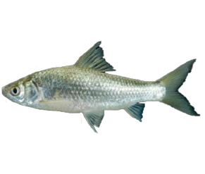 ត្រី រៀលតូច