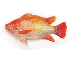 ត្រីទីឡាបយ៉ាក្រហម