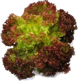 សាលាដ ឡូឡូរ៉ូសា