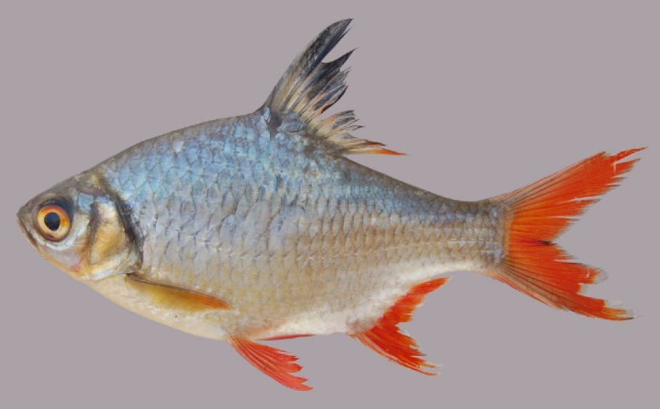 ត្រីក្តាំងហាយ