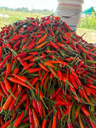 ម្ទេសក្រហមអាចម៌សត្វ