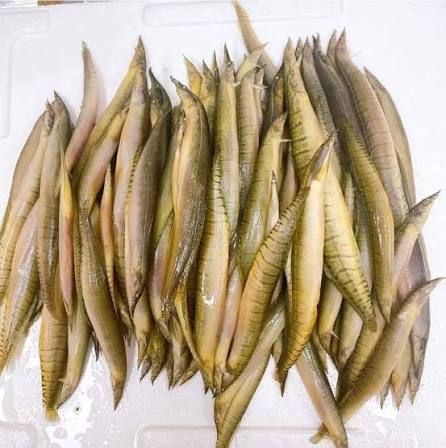 ត្រីឆ្លូញ