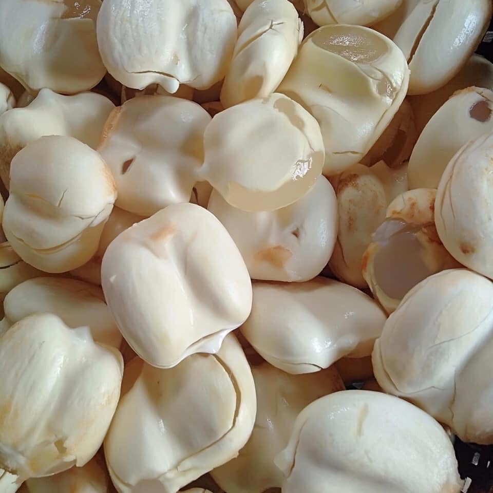 ផ្លែត្នោតខ្ចី