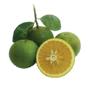 ក្រូចពោធិ៍សាត់