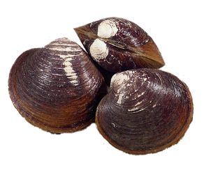 លៀស សមុទ្រខ្មៅ