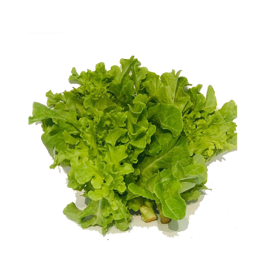 សាលាដ ប៉ាតាវីយ៉ា គ្រីន