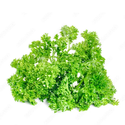 ជី តាំងអោ