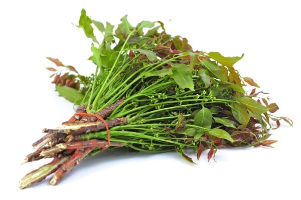 ផ្កាស្ដៅ