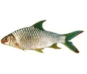 ត្រី ឆ្ពិន