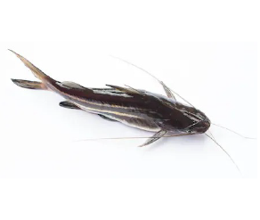 ត្រីកញ្ចុះតូច