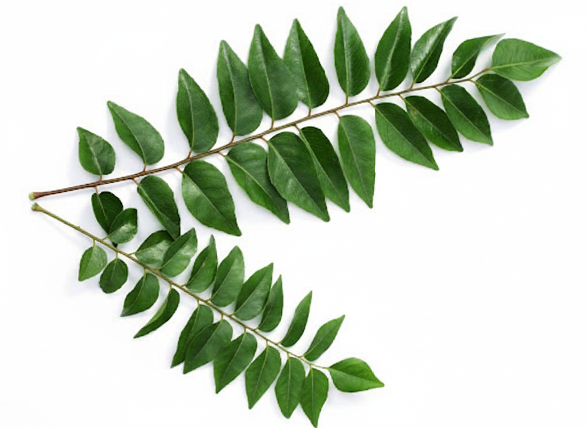 ស្លឹកកន្ត្រោប