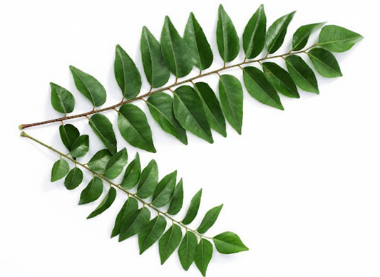 ស្លឹកកន្ត្រោប