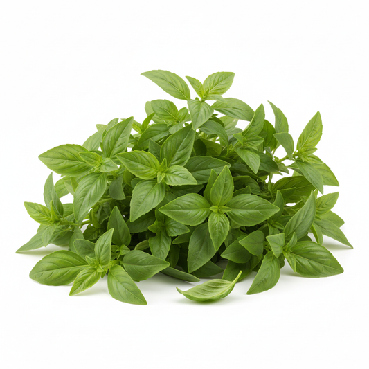 ជី បាស៊ីលខៀវ