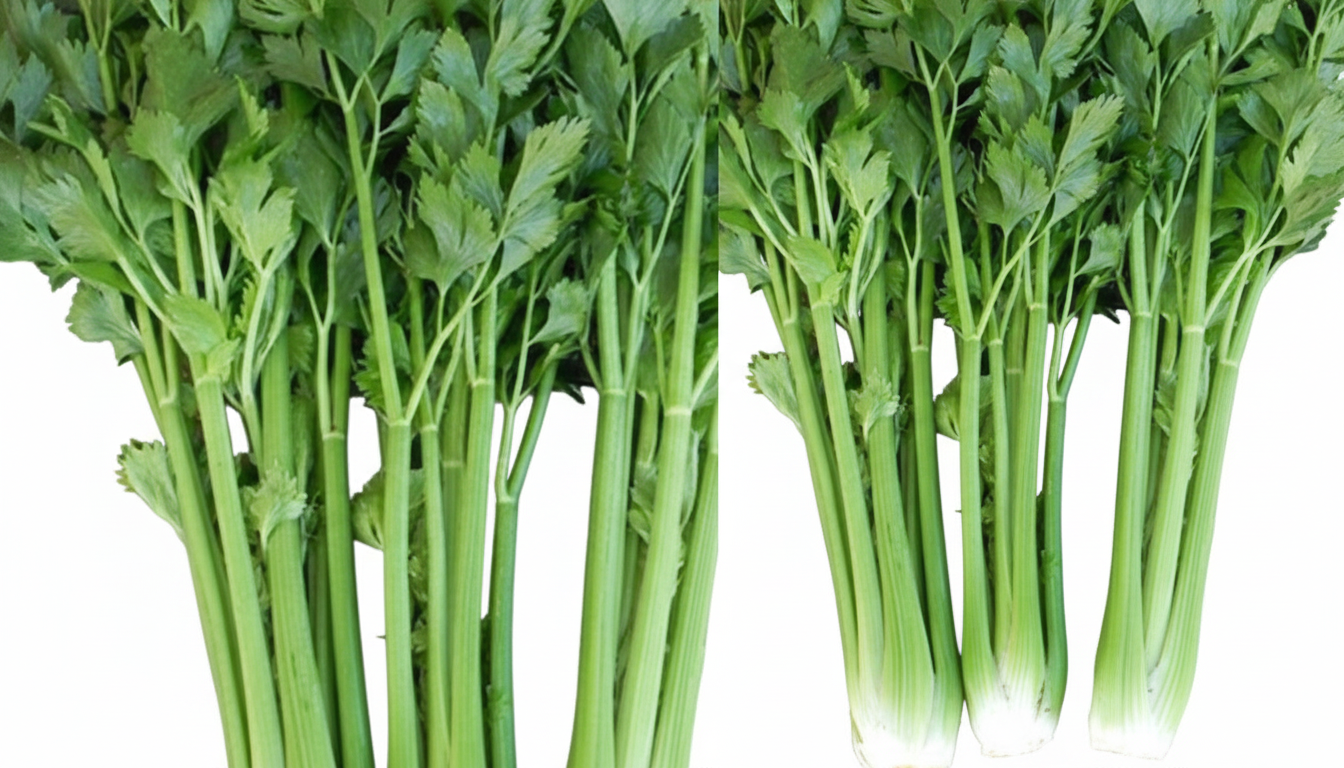 បន្លែភ្លៅកង្កែប