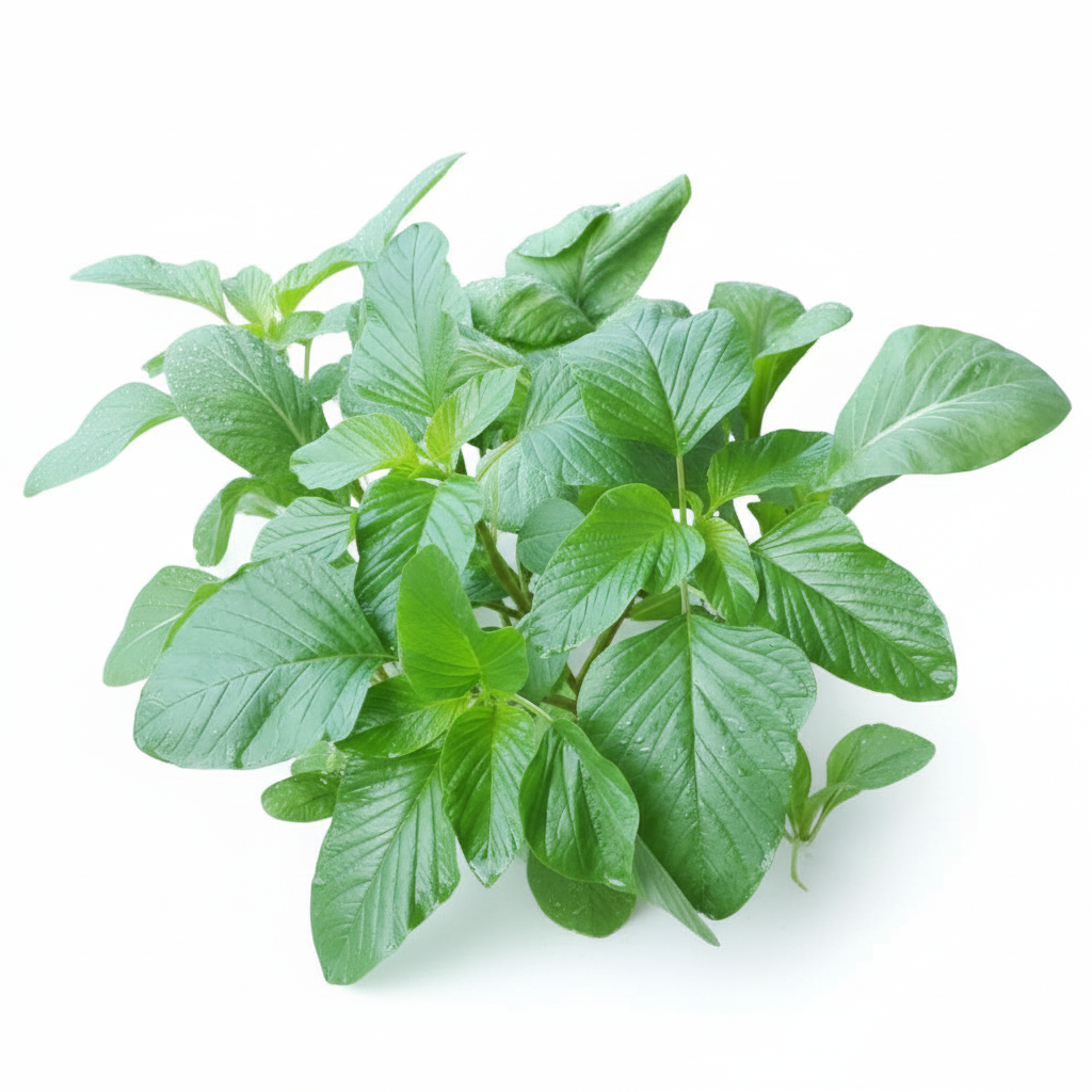 ដើមផ្ទីសខ្មែរ