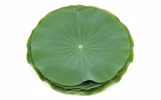 ស្លឹកឈូក