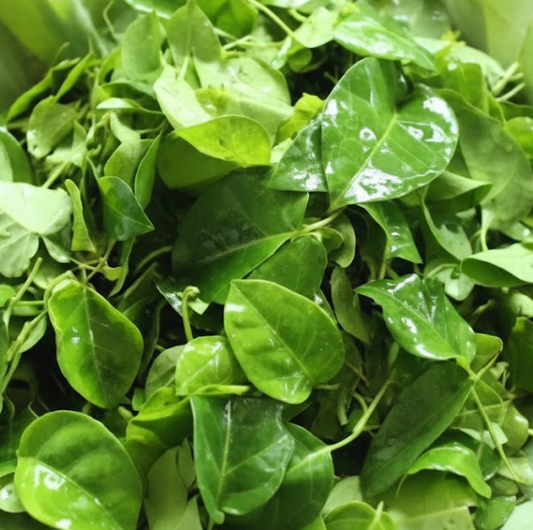 ស្លឹកថ្នឹង