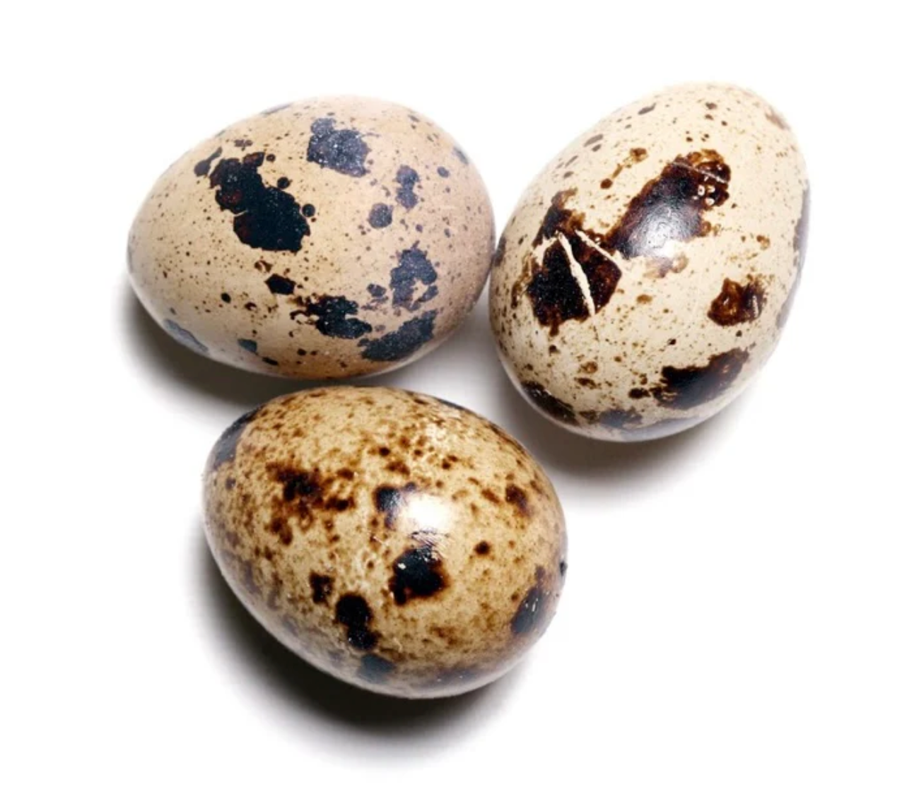 ពងគ្រួច