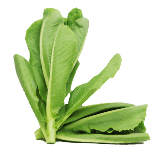 សាលាដ រ៉ូមែន