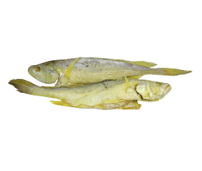 ត្រីប្រម៉ាលេខ ១