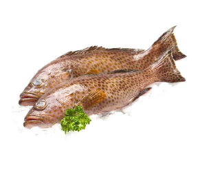 ត្រីតុកកែ