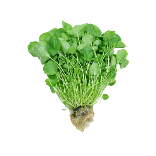 សាលាដ សង