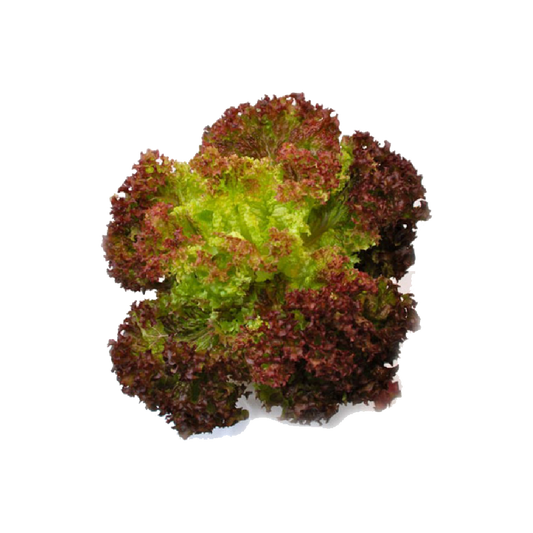 សាលាដ អ៊ុកលីរ៉េត