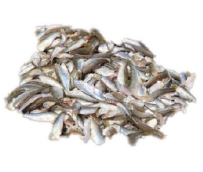 ត្រីចង្វា