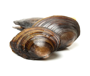 លៀស ទន្លេ