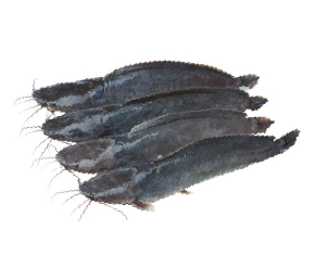 ត្រីអណ្តែង