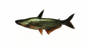 ត្រីប្រា