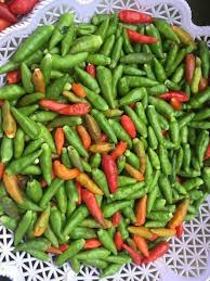 ម្ទេសខៀវអាចម៌សត្វ