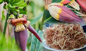 ត្រយ៉ូងចេកហាន់